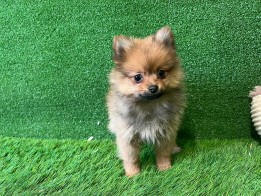 Miniature Spitz Puppy for sale